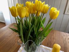 Tulipaner. Foto H.Gottenborg