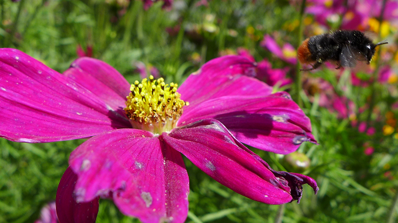 Grønt tak på Manglerud