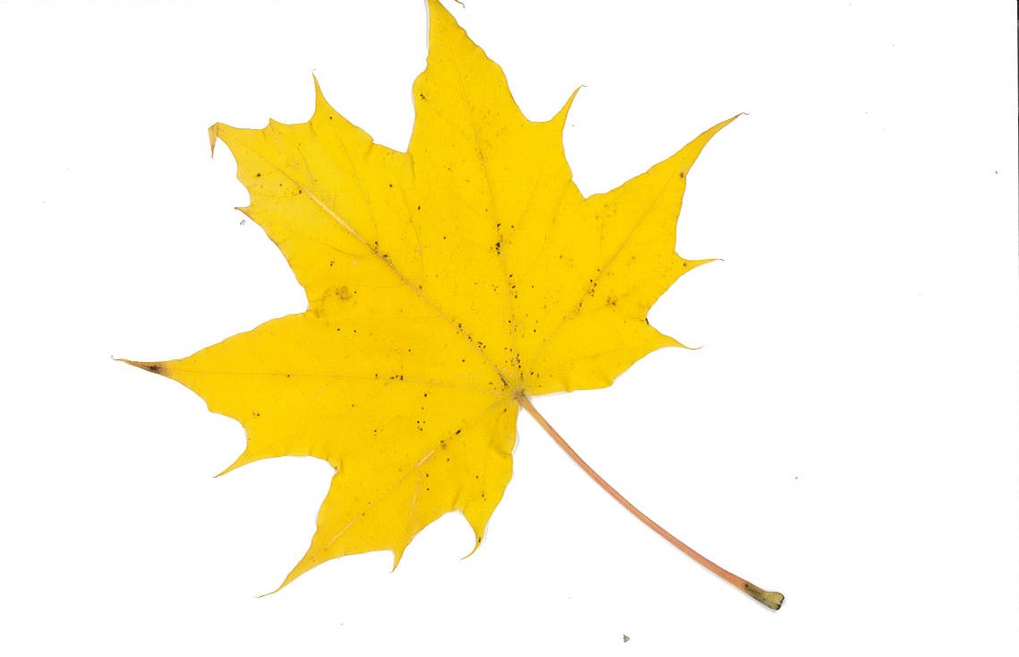 Høstkonsert 2.11 kl. 13