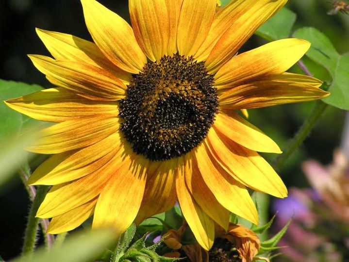 Kick off for Voksenenga nærmiljøhage 28. februar