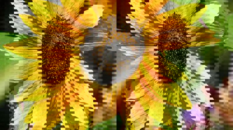 Kick off for Voksenenga nærmiljøhage 28. februar