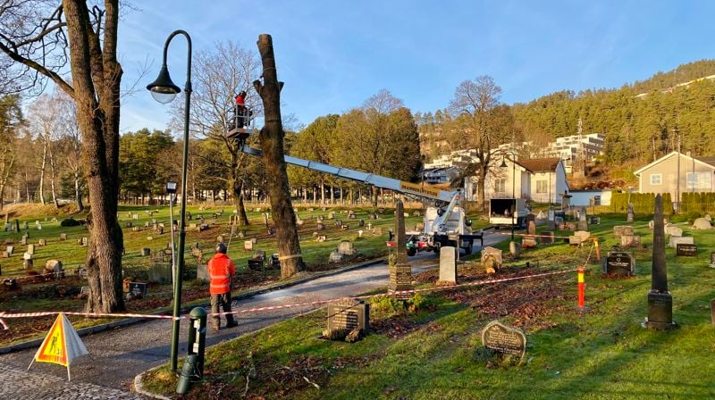 Trefelling på kirkegården