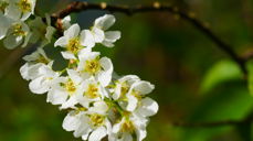 Blomstring. Fotograf: Norunn Edvardsen.