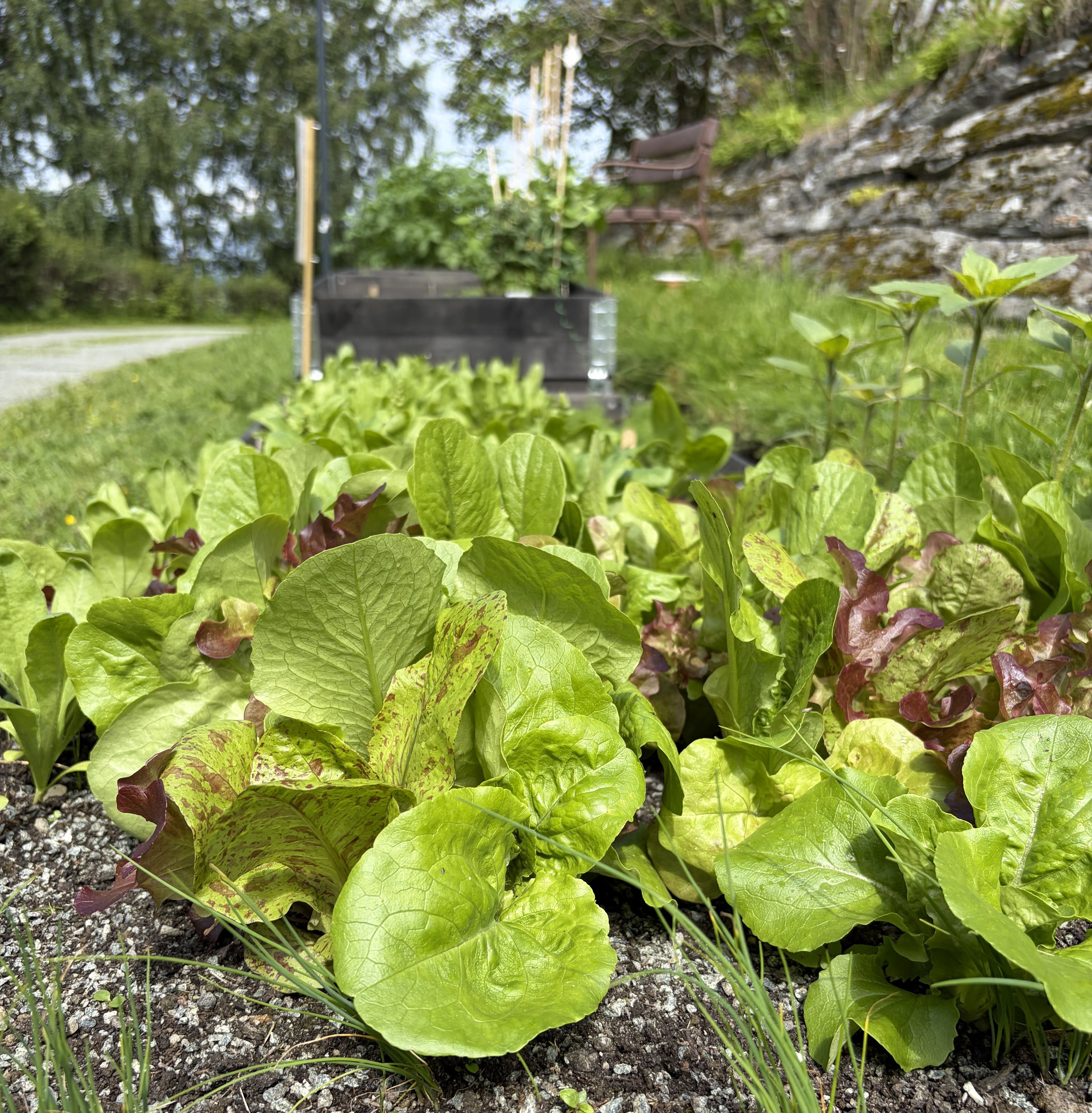 Ta gjerne med deg en smak av hagen hvis du går forbi!