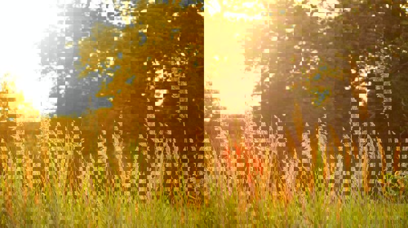 Sommergudstjeneste