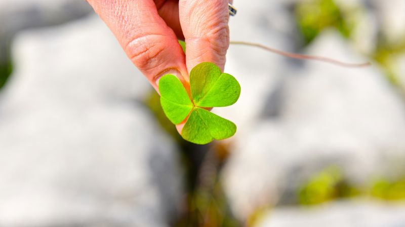 Nyhetsbrev til husfellesskapene våren 2025