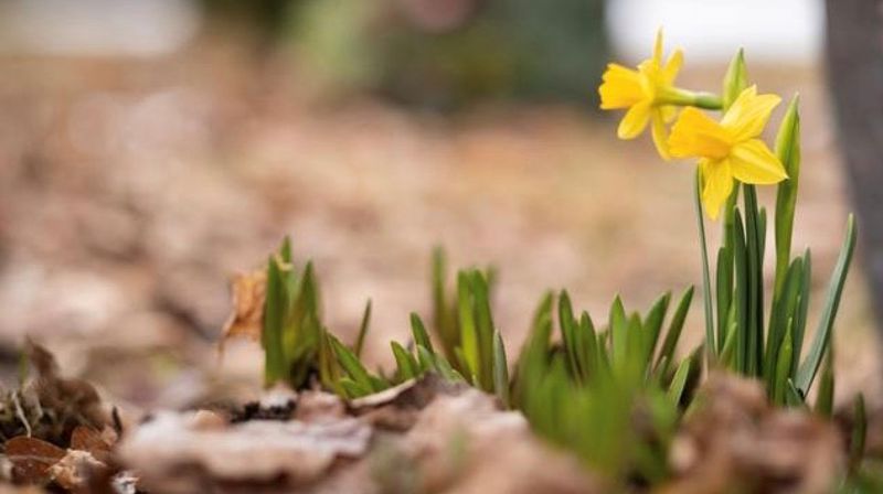 Velkommen til Krøllesamling og Familiegudstjeneste i Skedsmo Kirke