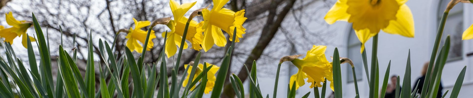 Toppbilde for Grorud menighet