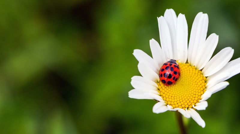 Sommer