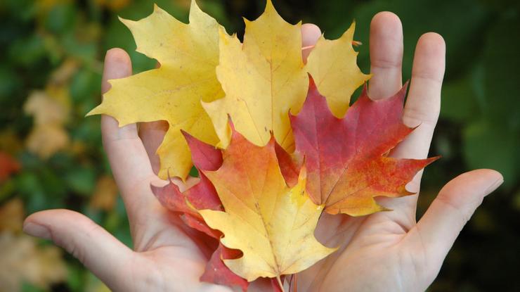 Høstløv i hender - foto: Helene Moe Slinning