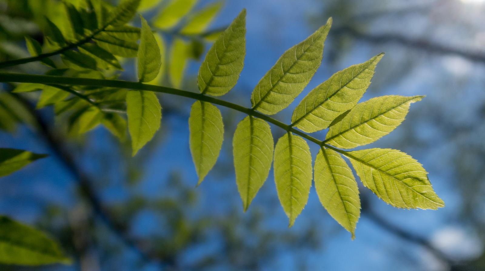 Eikeblad - Foto Lars Verket