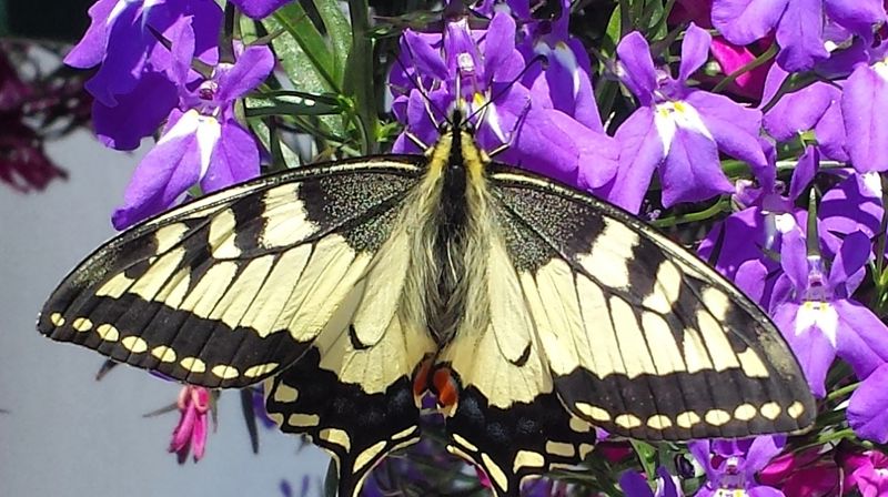 Semesterplan for høsten 2015