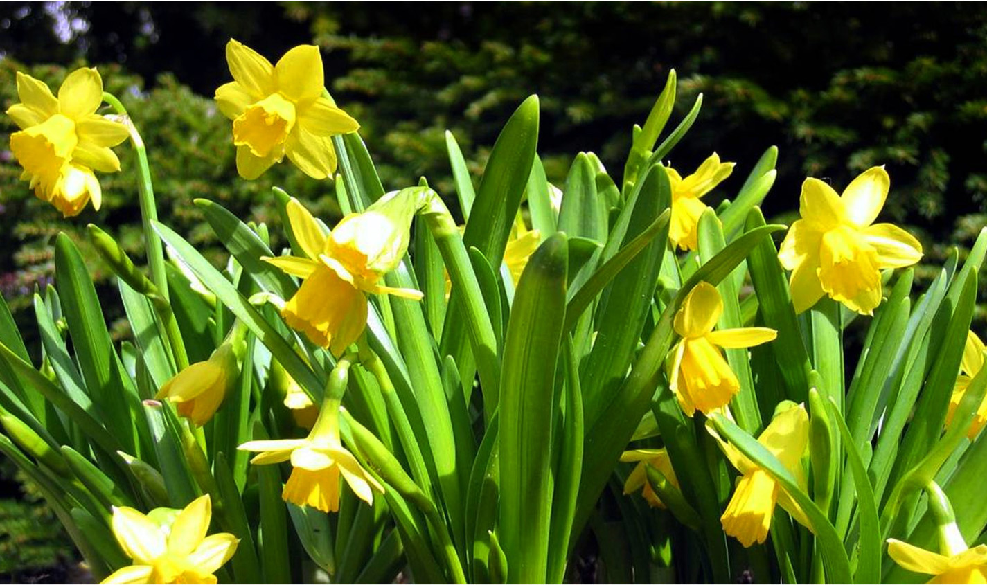 GOD PÅSKE med påskeliljer!