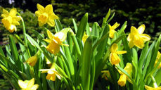 GOD PÅSKE med påskeliljer!