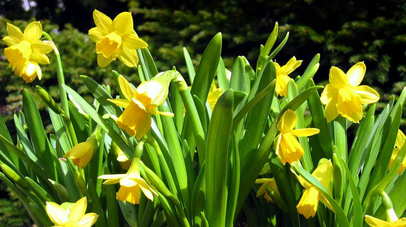 GOD PÅSKE med påskeliljer!