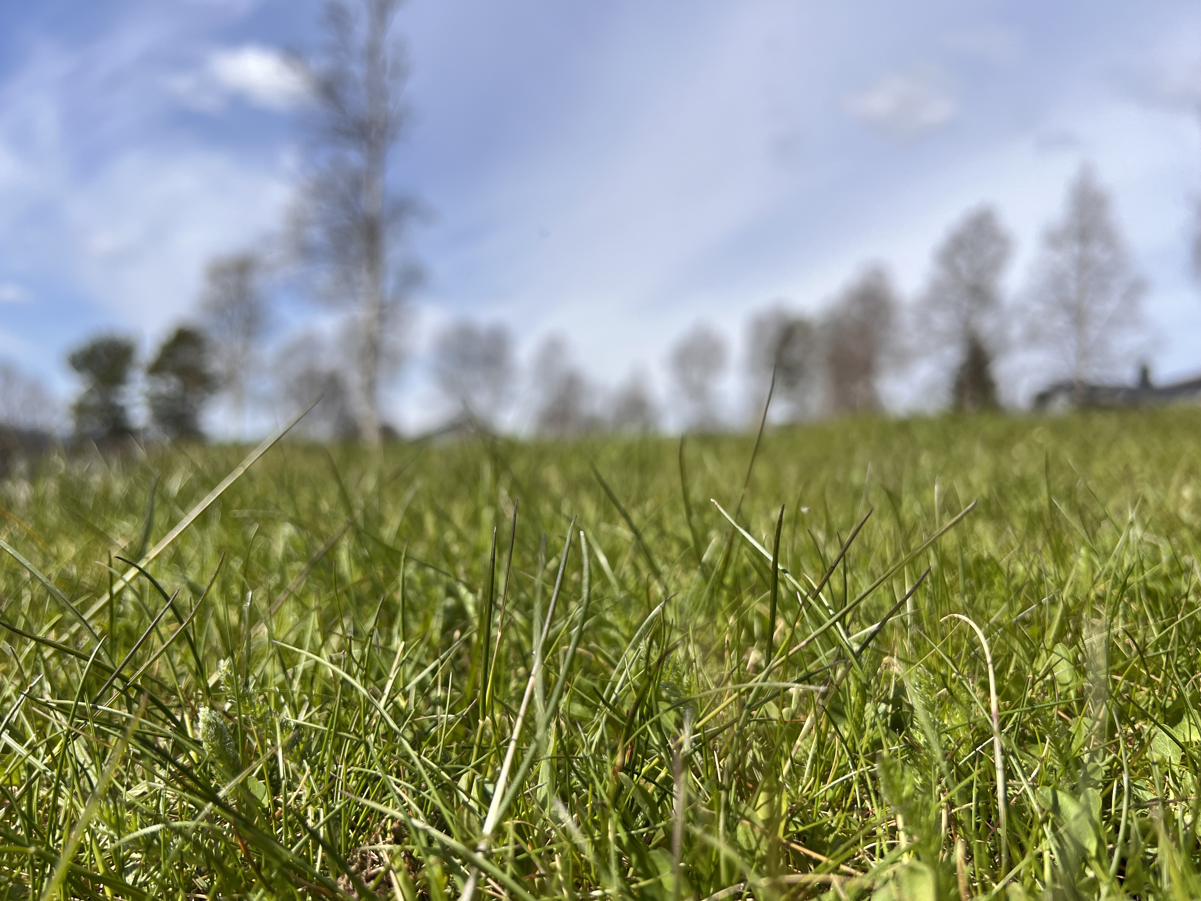 Nå skal humla og biene få kose seg i noen uker.