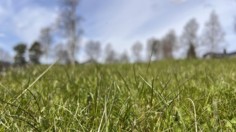 Nå skal humla og biene få kose seg i noen uker.