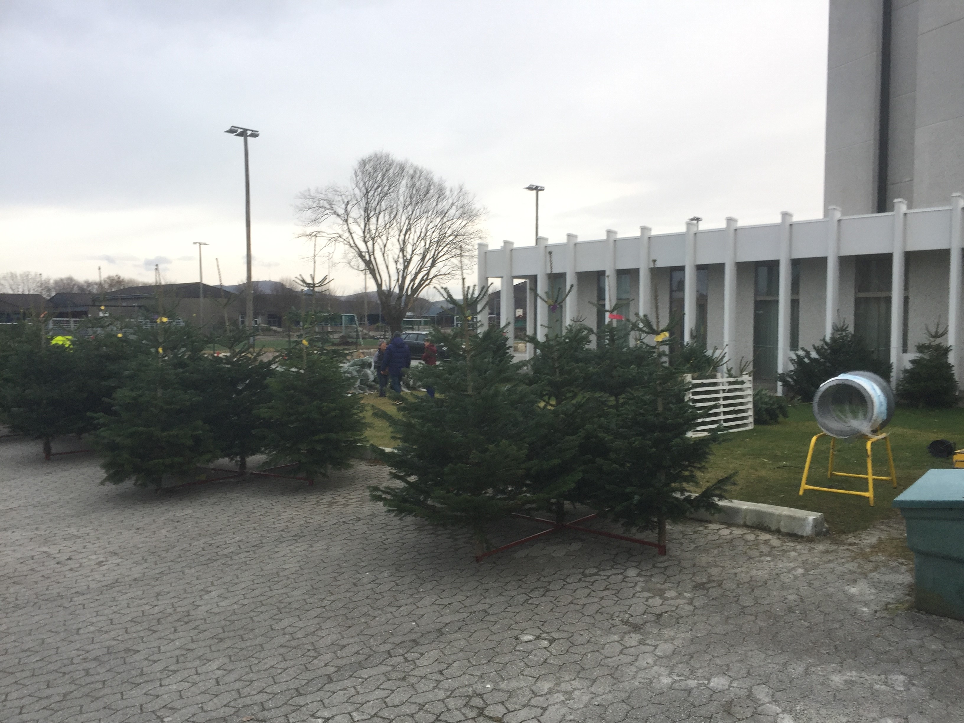 Kjøp kortreist juletre fra oss!