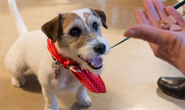 Vil ha du ha besøk? Med eller uten hund