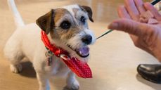 Vil ha du ha besøk? Med eller uten hund