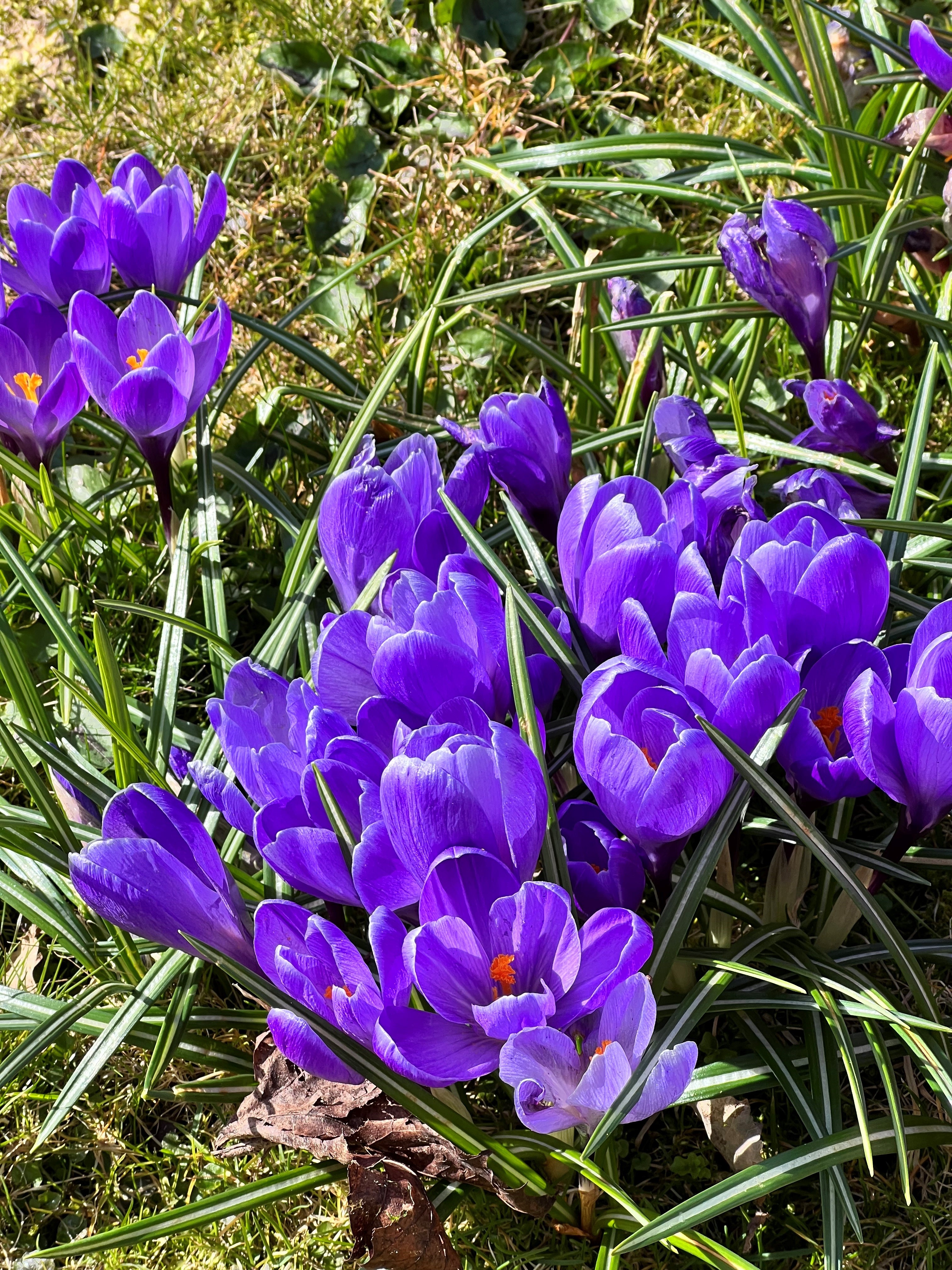 Pasjonskonsert-Jesus din søte forening å smake