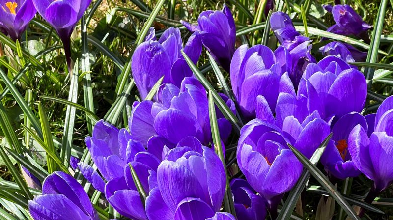 Pasjonskonsert-Jesus din søte forening å smake