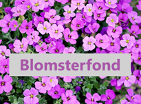 Blomsterfond