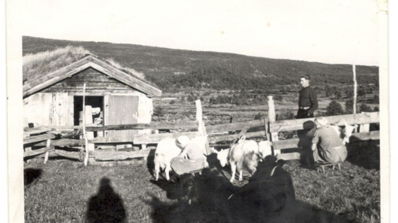 Bilde fra Dalvollen, ca 1960