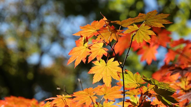 Høstbasar på Bjugn menighetshus