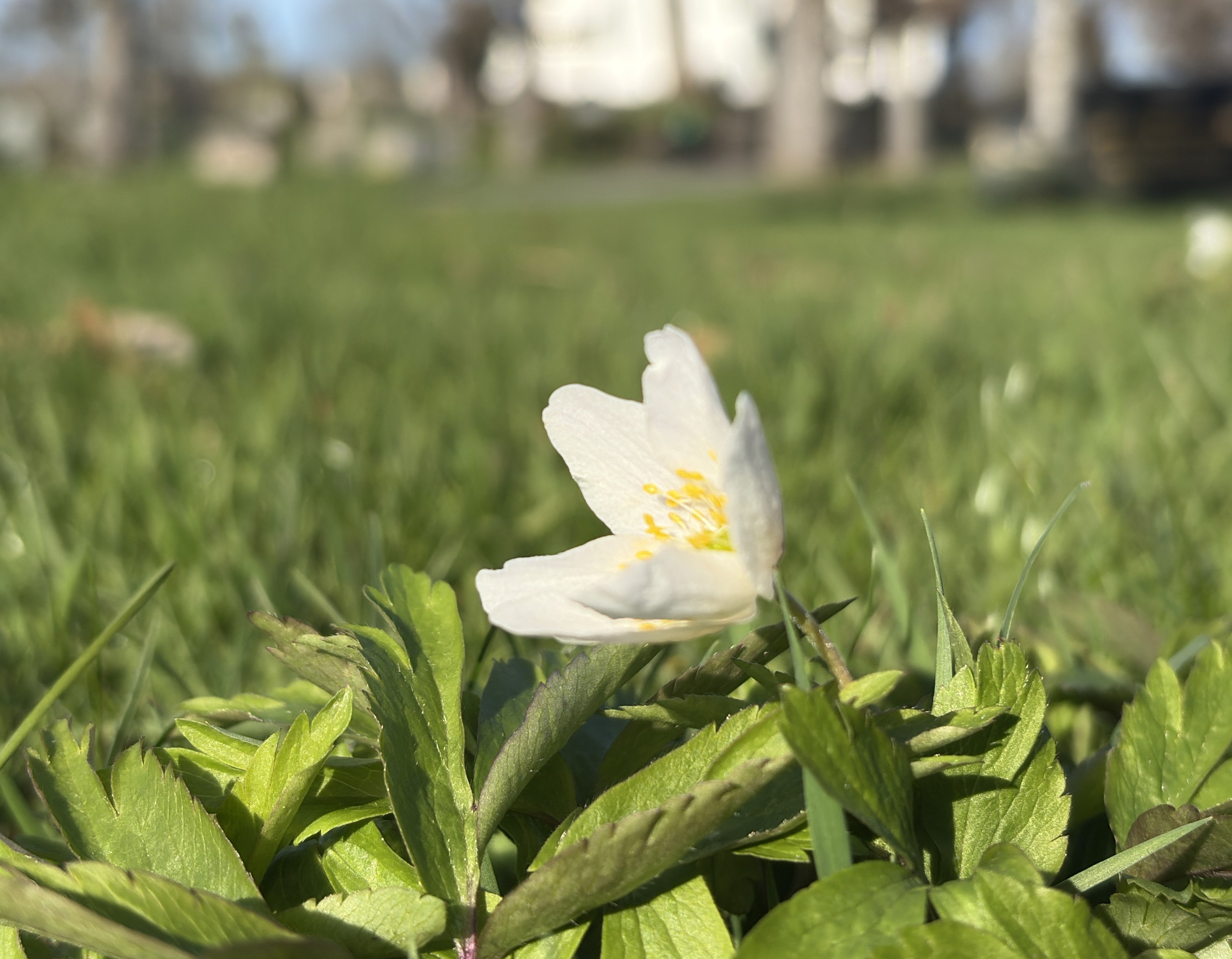 Åpning av sommervann