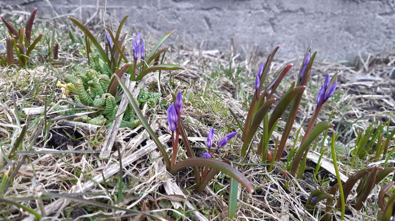 Påskehøytid i Bodin