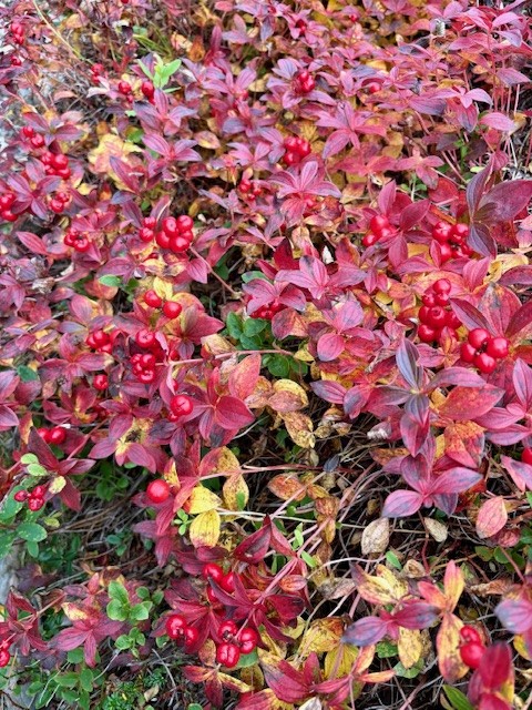 Gudstenester haust 2025