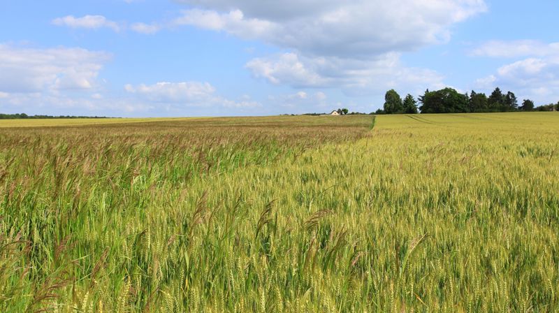 SÅMANNSSØNDAGEN 16.FEBRUAR: OM GOD OG DÅRLIG VEKST