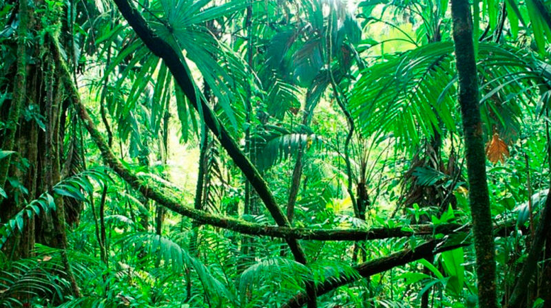 Kirke mellom drivhus og jungel - Ungdomskonferansen 2019