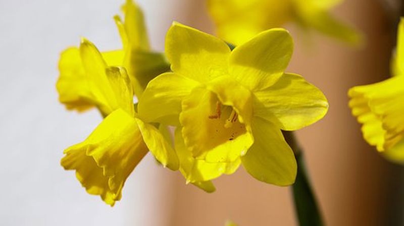 Påske i Ilen menighet