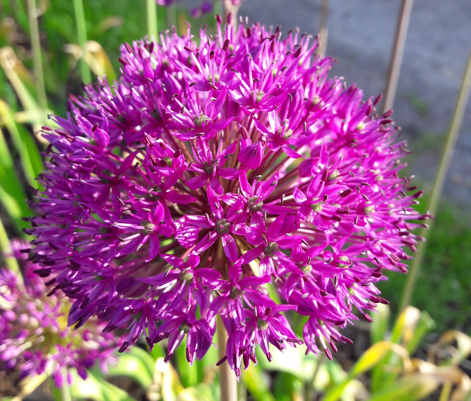 Foto: Anne Marie Guldahl Jernquist