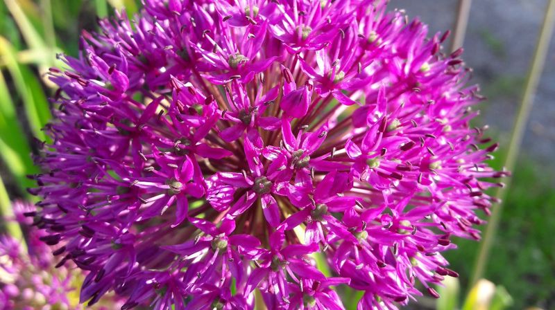 Foto: Anne Marie Guldahl Jernquist