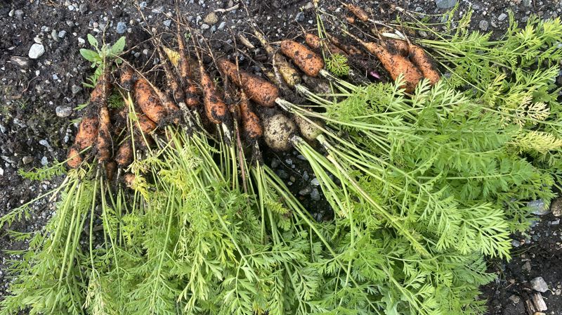 Internasjonal middag