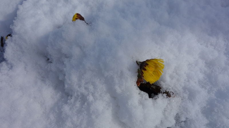 Menighetskontoret holder stengt i uke 8