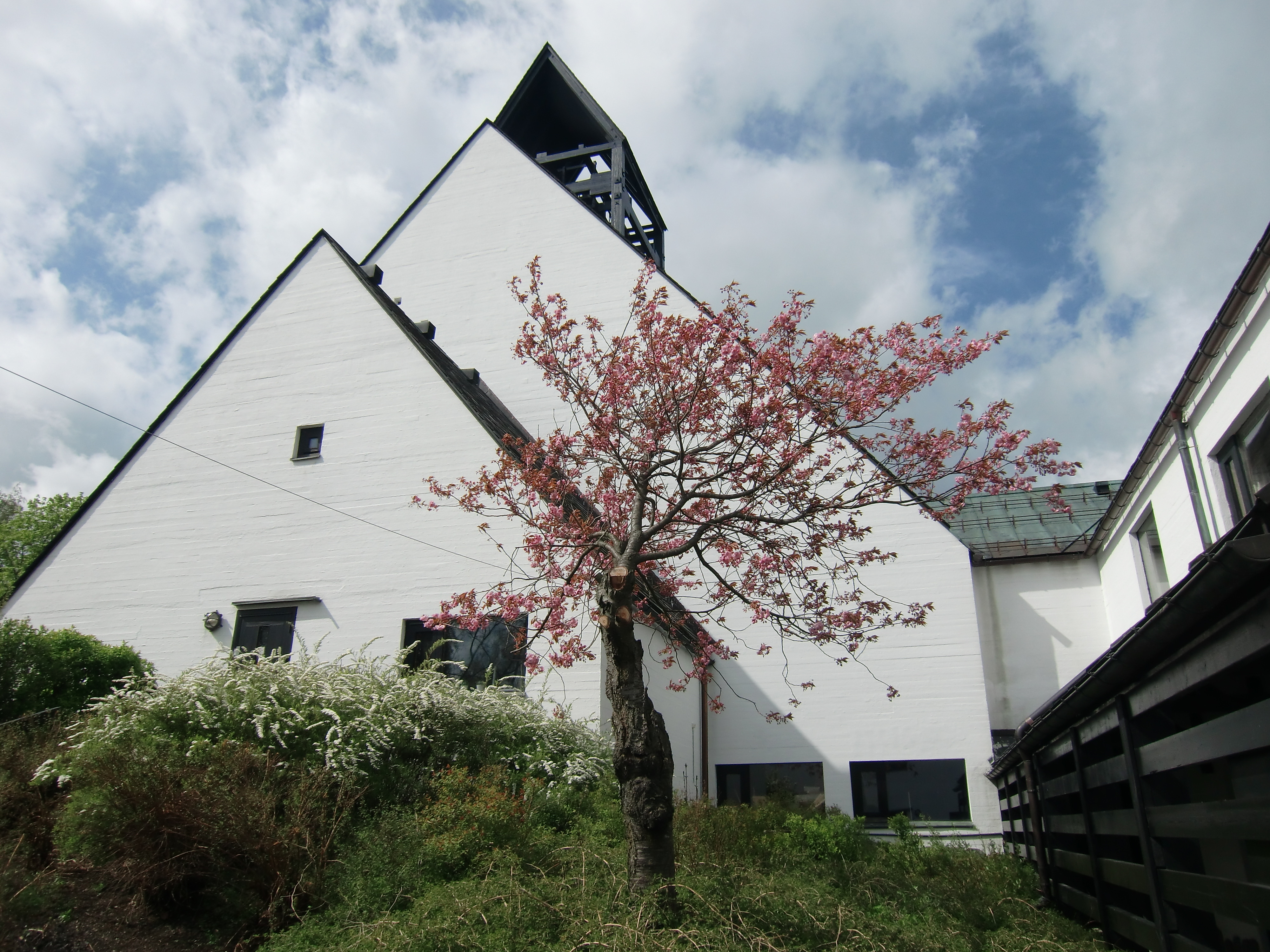 Blomstring ved speiderinngangen til Holmen kirke. Fotograf: Norunn Edvardsen.