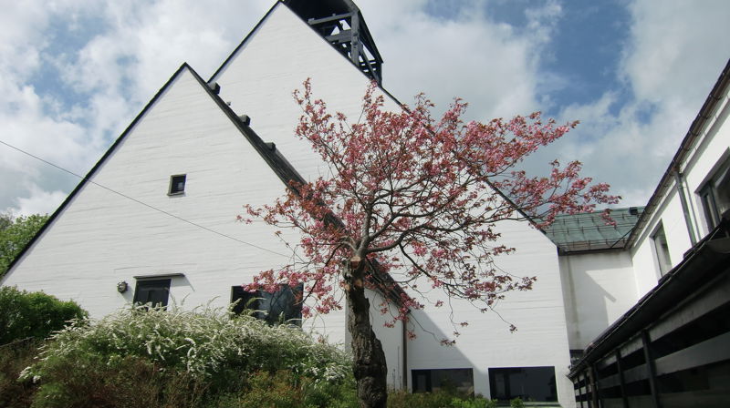 Blomstring ved speiderinngangen til Holmen kirke. Fotograf: Norunn Edvardsen.