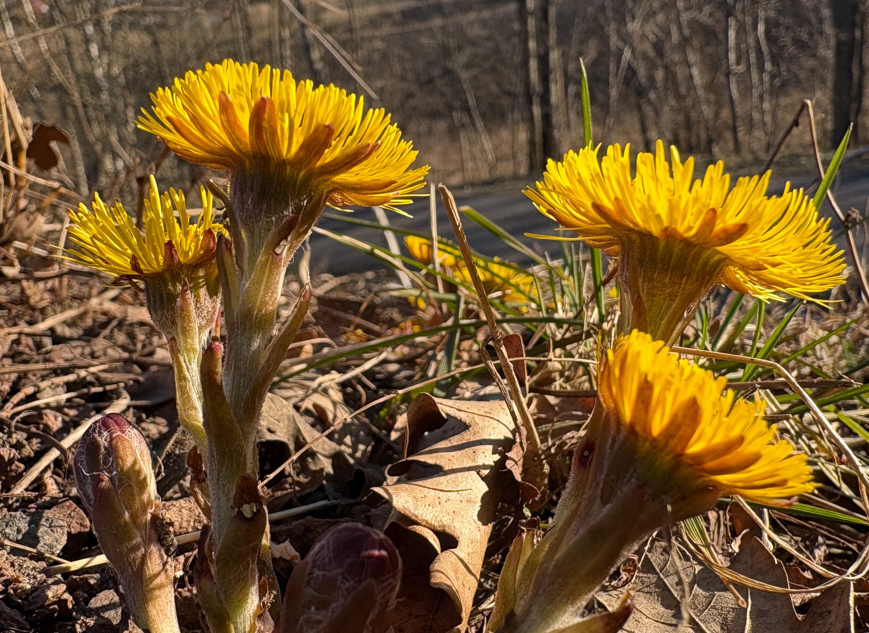 Åpning av sommervann