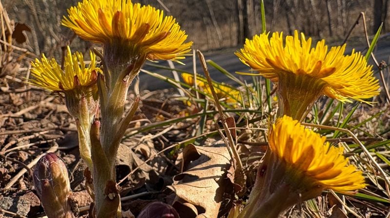 Åpning av sommervann