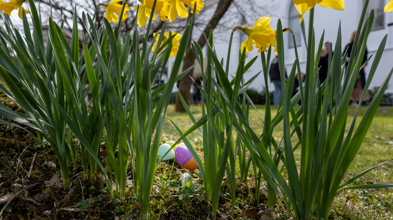 Påsken i Oddernes og Justvik