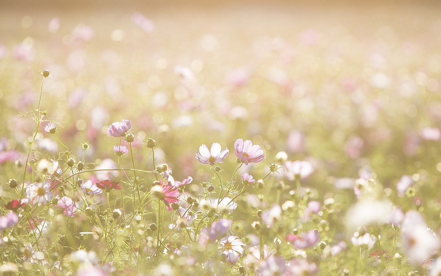 Foto: Lee_seonghak fra Pixabay 