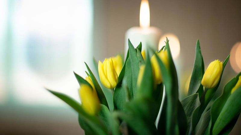 Påskeblomster – foto Bo Mathisen