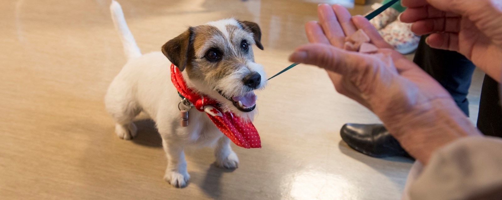 Besøksvenn med hund - Kurs i januar og februar
