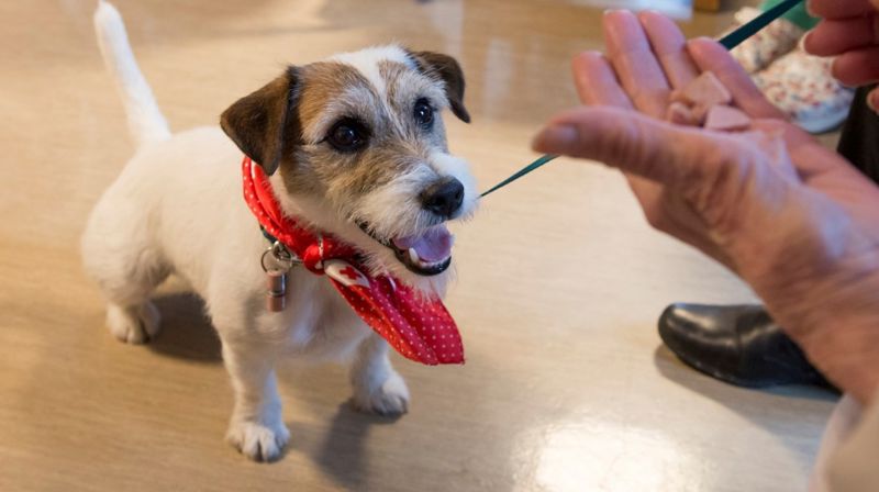 Besøksvenn med hund - Kurs i januar og februar