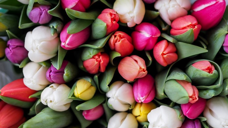 Fargerike tulipaner tett i tett