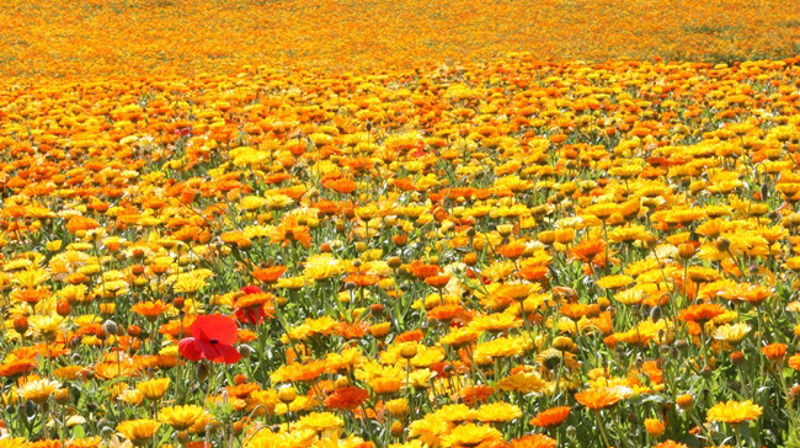 Foto: Bjarne Andersen